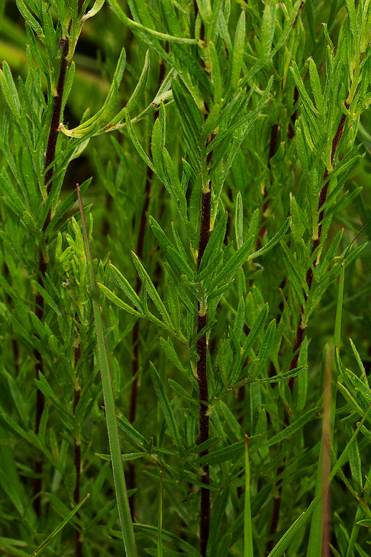 Schistostephium crataegifolium Schistostephium crataegifolium