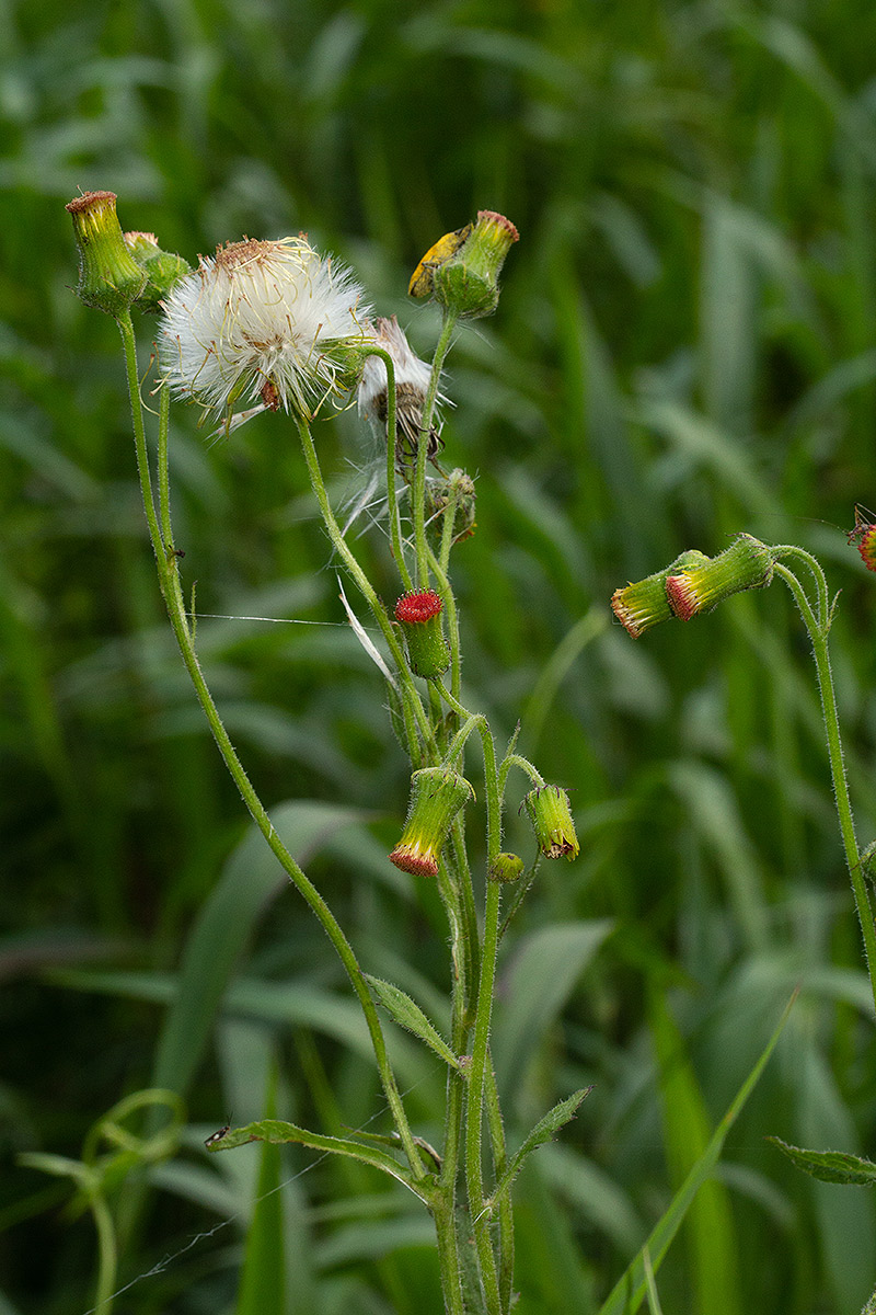 Crassocephalum crepidioides