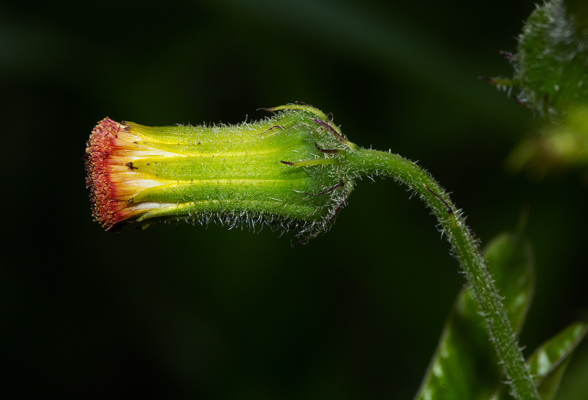 Crassocephalum crepidioides