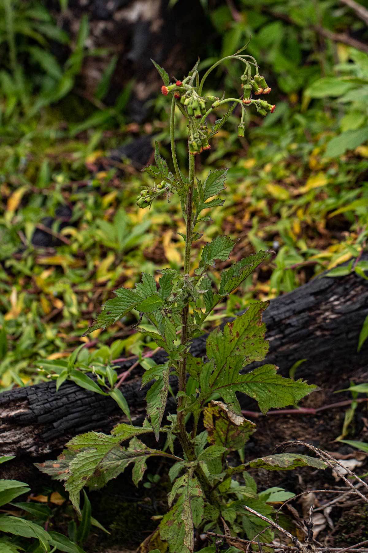 Crassocephalum crepidioides