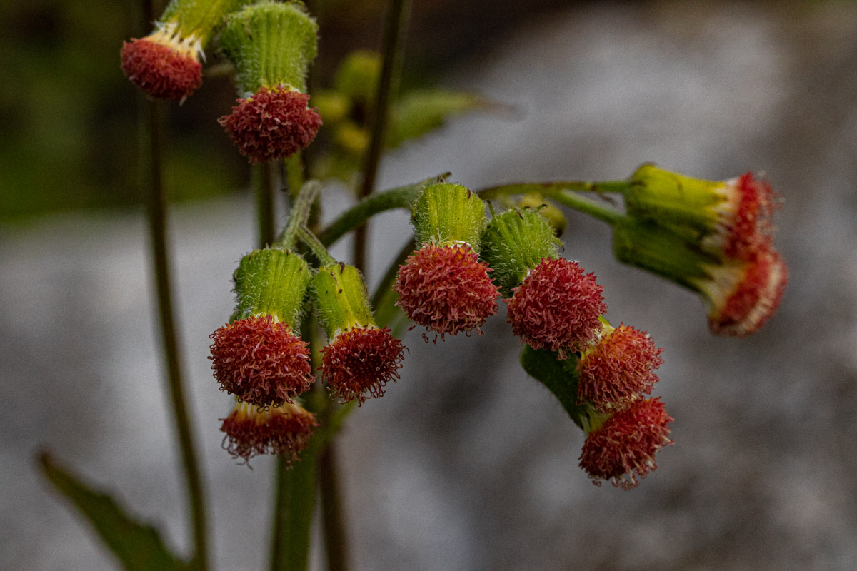 Crassocephalum crepidioides