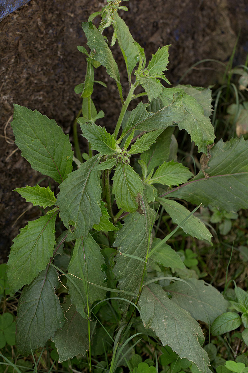 Crassocephalum crepidioides Crassocephalum crepidioides