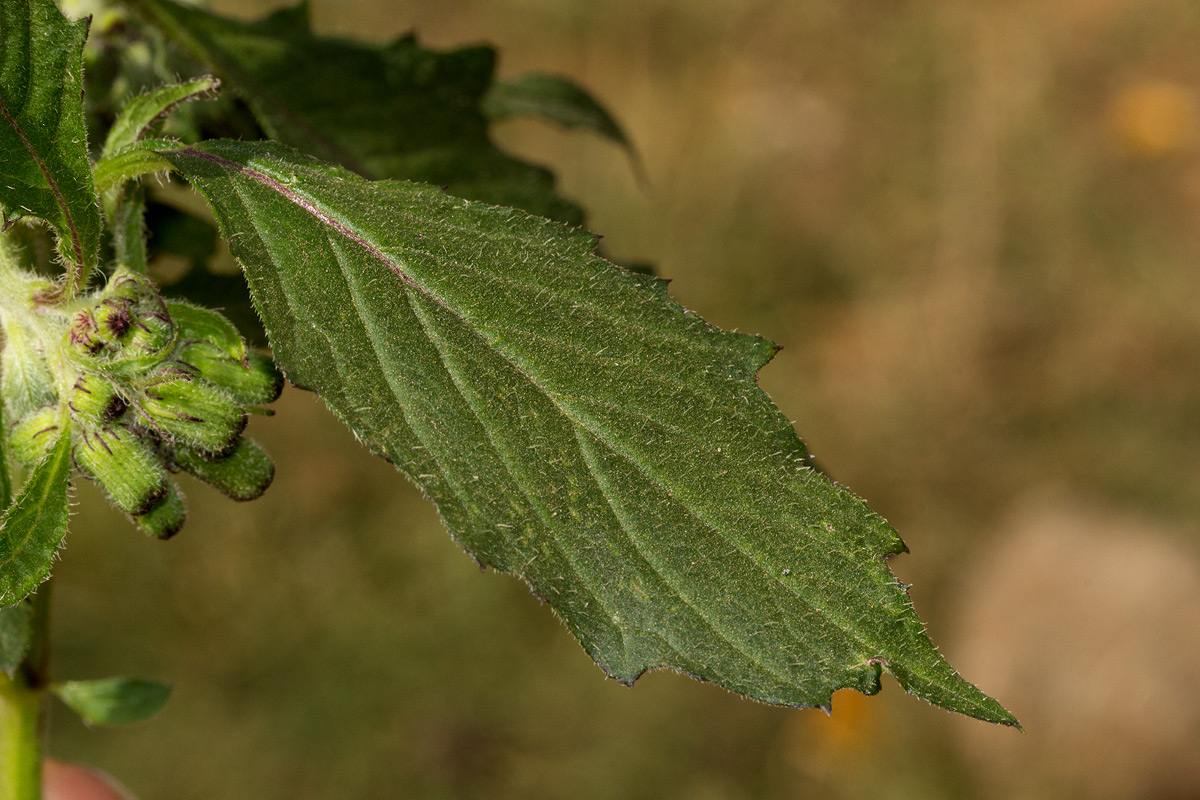 Crassocephalum crepidioides