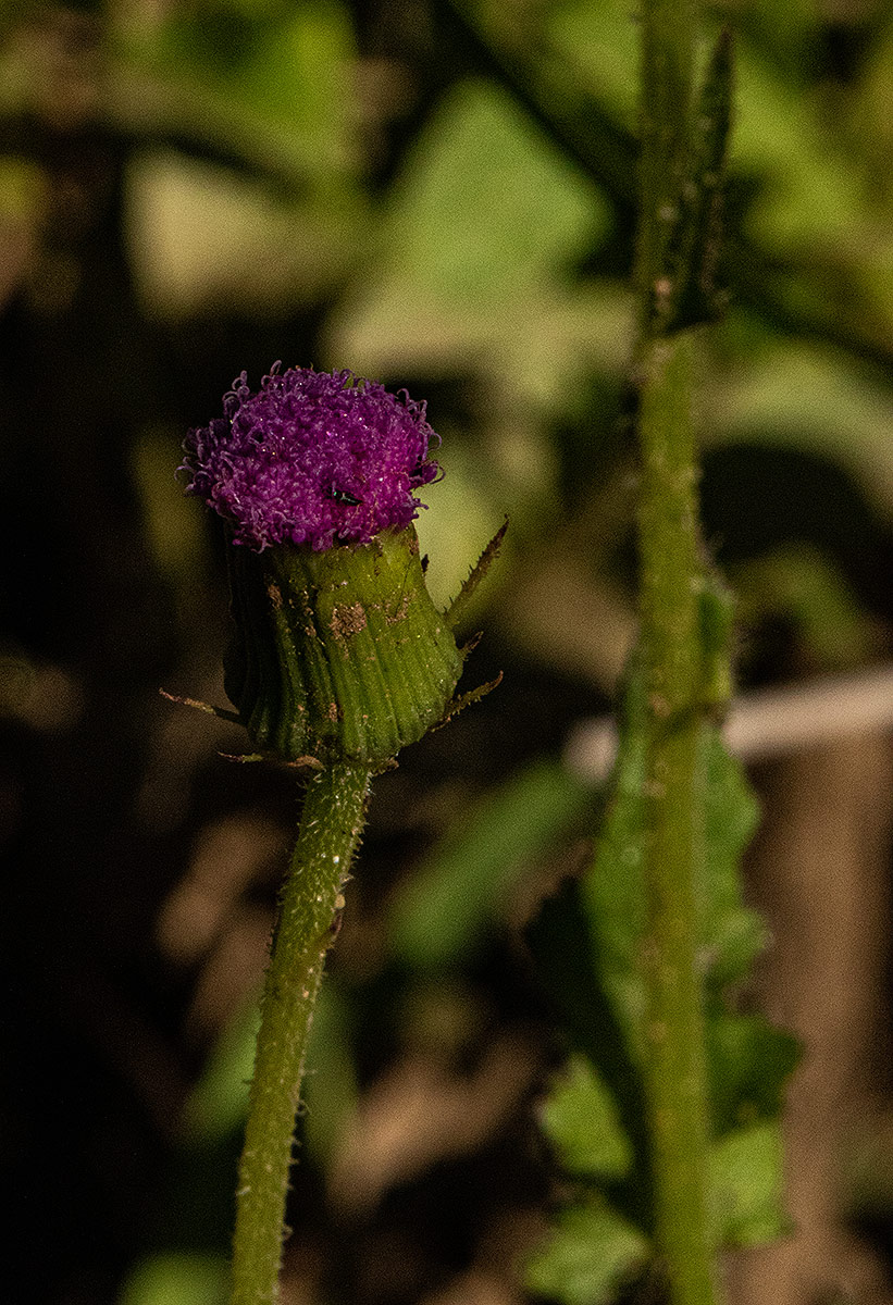 Crassocephalum rubens var. rubens