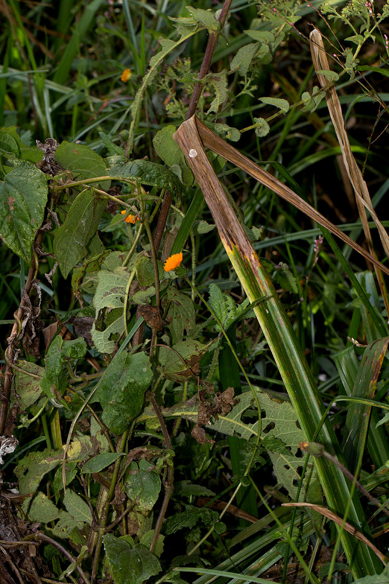 Crassocephalum uvens