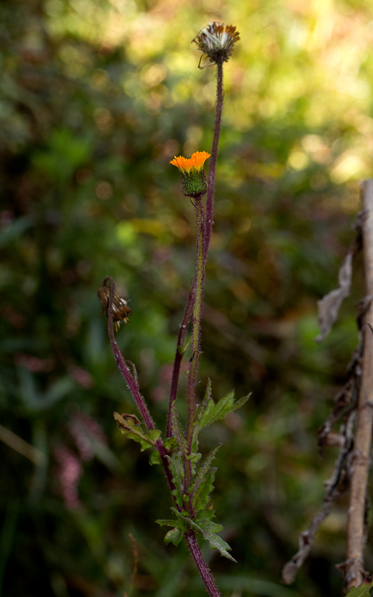 Crassocephalum uvens