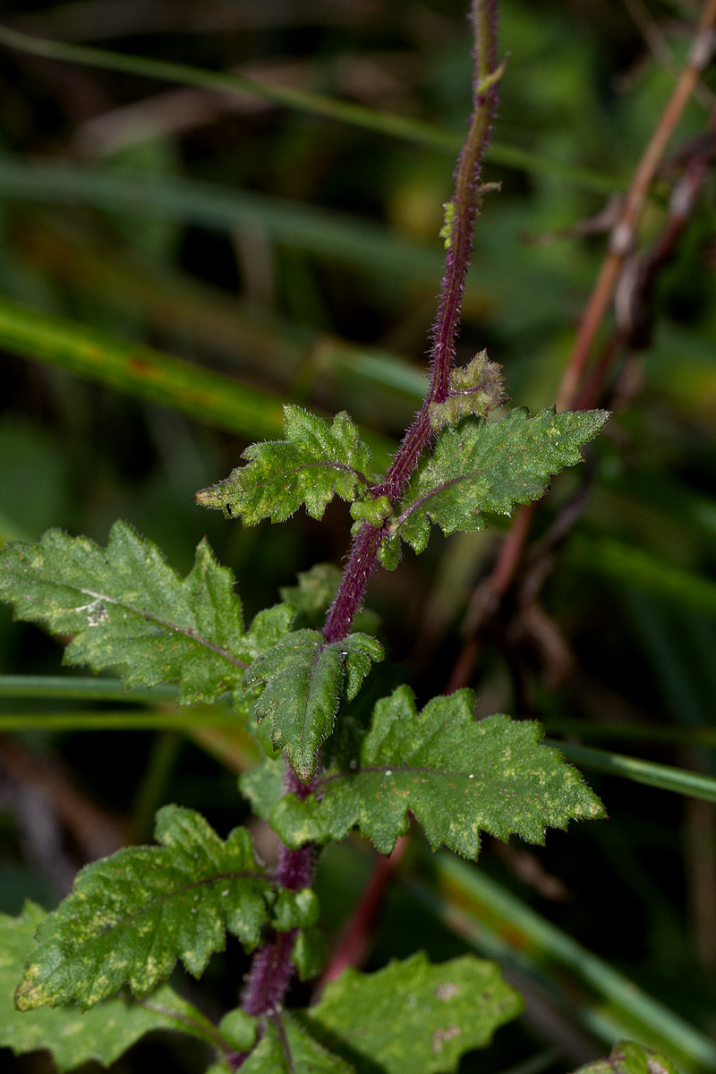Crassocephalum uvens