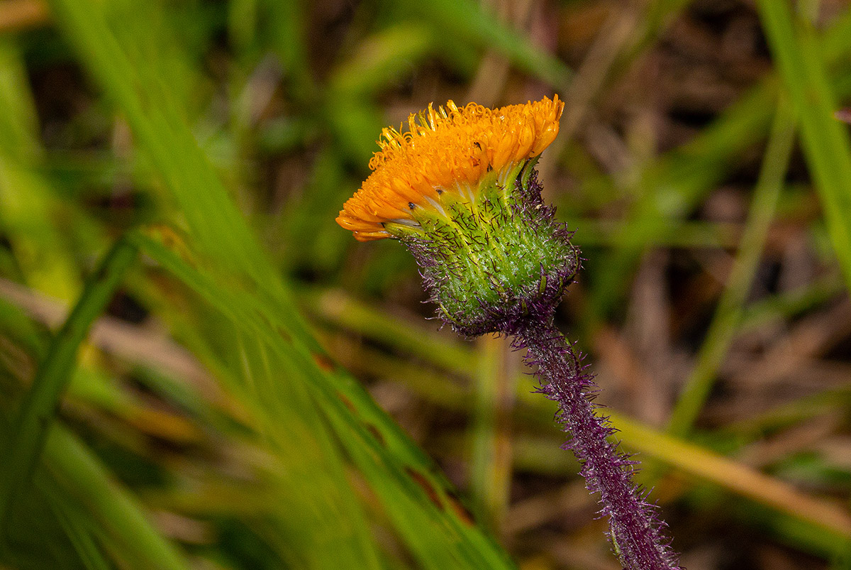 Crassocephalum uvens Crassocephalum uvens