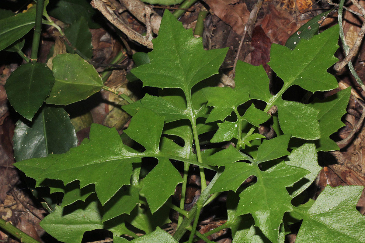 Solanecio angulatus Solanecio angulatus