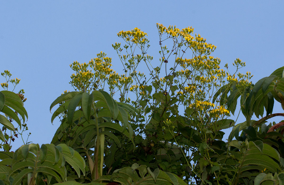 Cineraria deltoidea Cineraria deltoidea