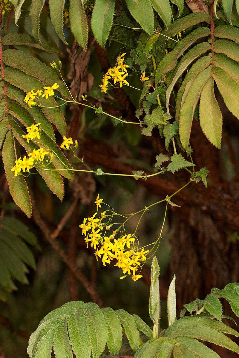 Cineraria deltoidea