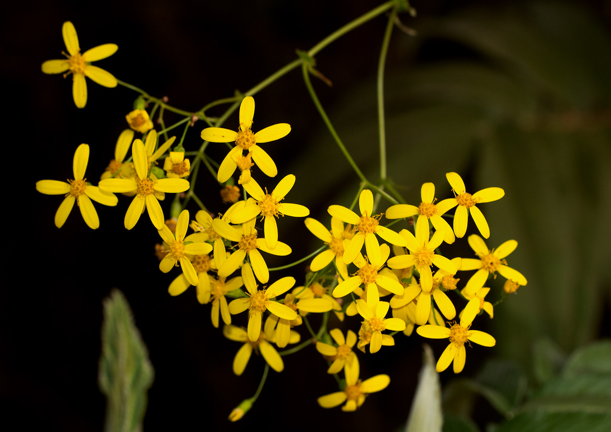 Cineraria deltoidea Cineraria deltoidea
