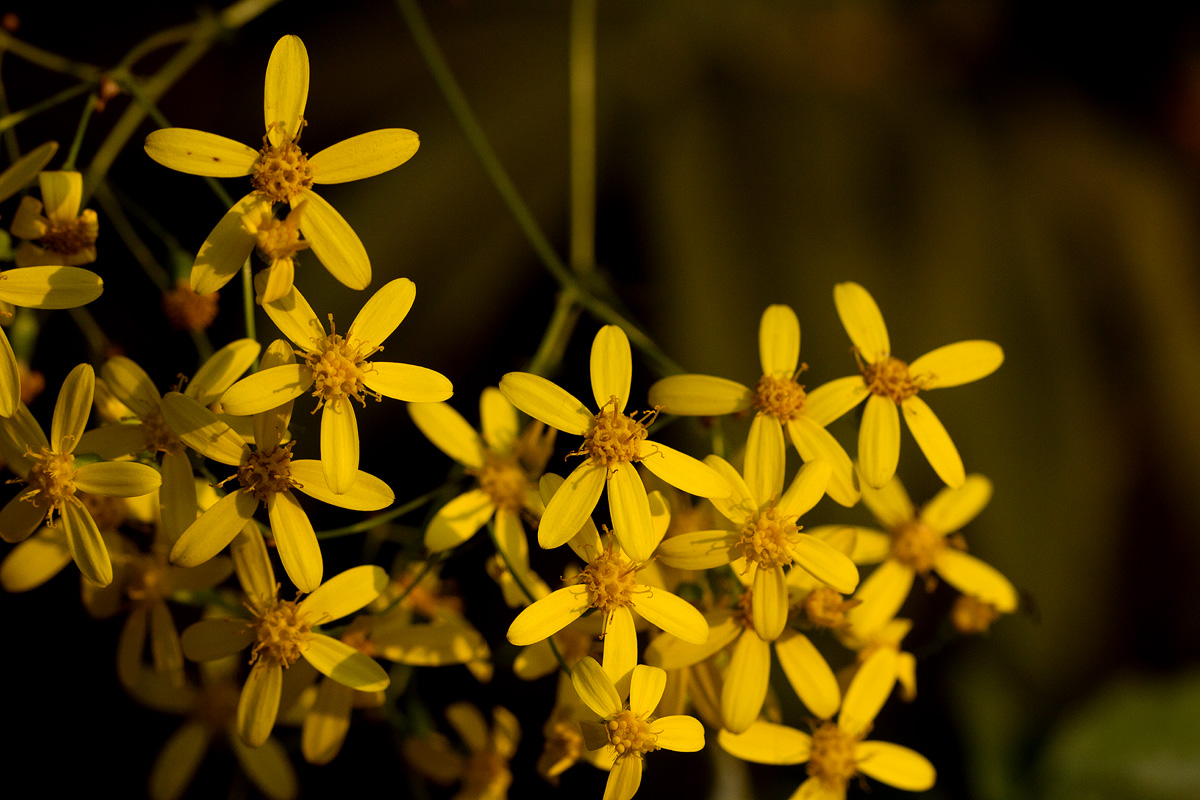 Cineraria deltoidea Cineraria deltoidea