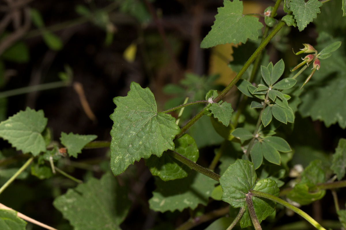 Cineraria deltoidea