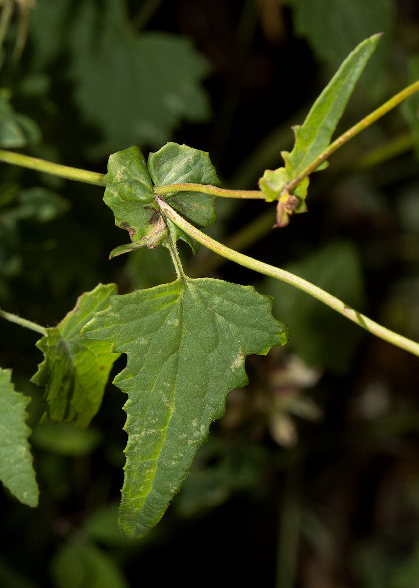 Cineraria deltoidea Cineraria deltoidea