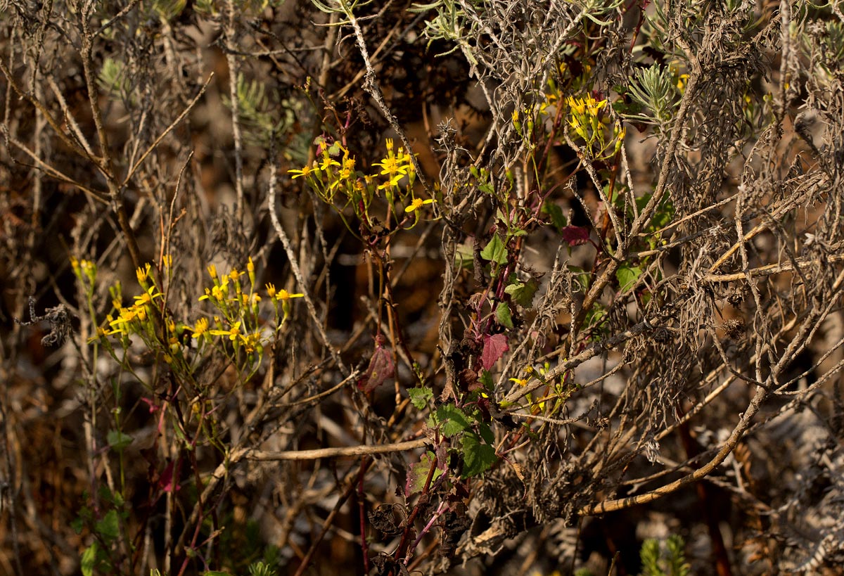 Cineraria deltoidea Cineraria deltoidea