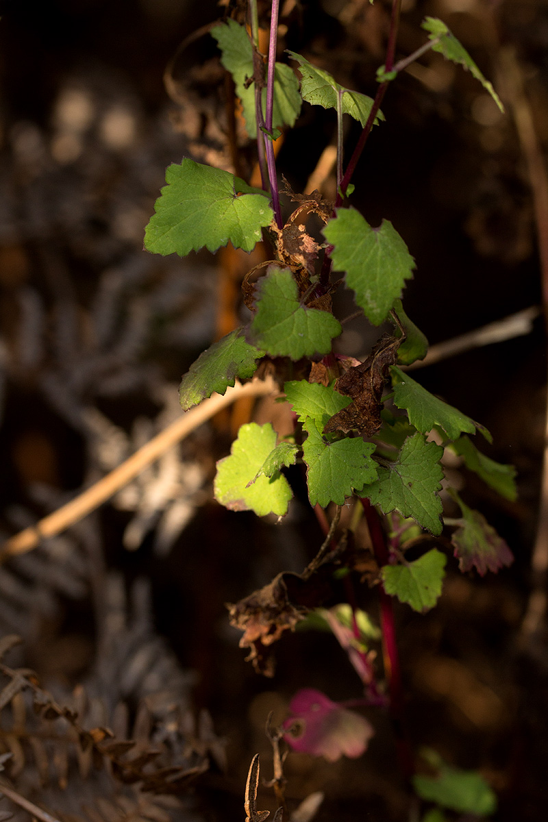 Cineraria deltoidea