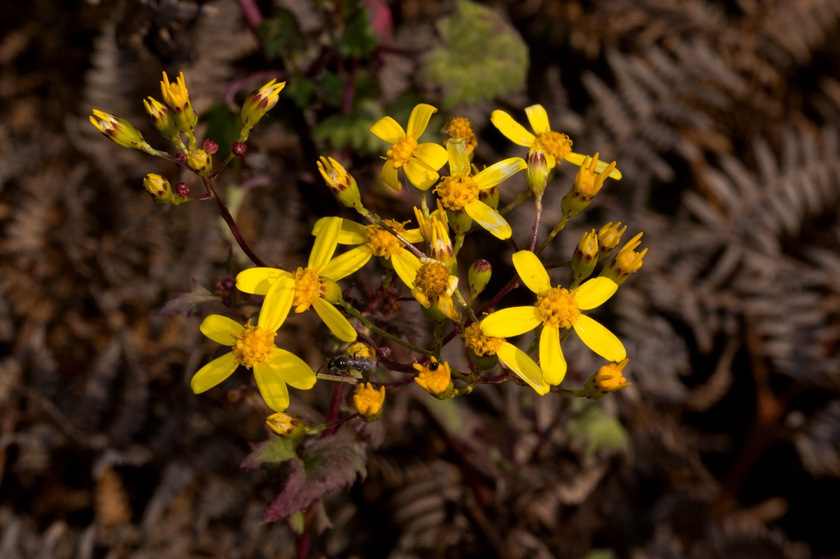 Cineraria deltoidea Cineraria deltoidea