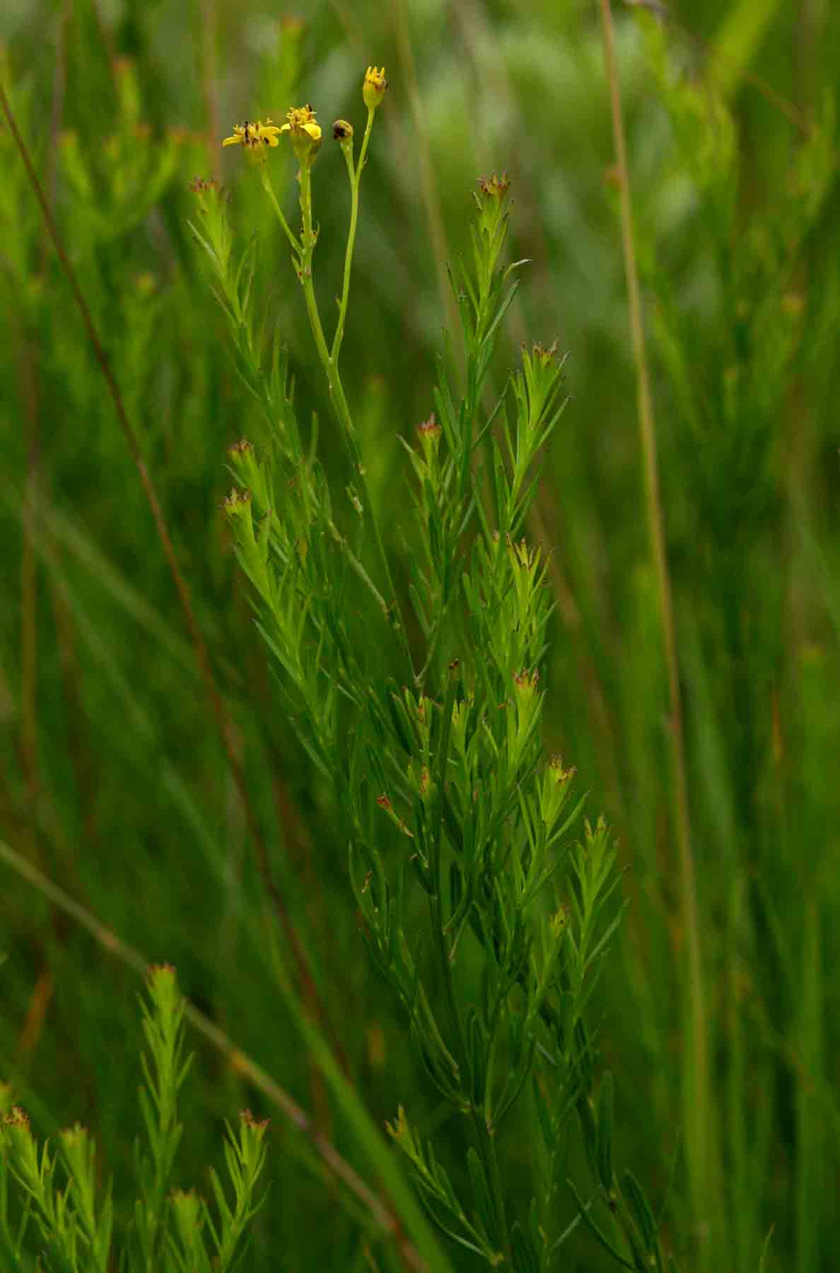 Senecio gazensis Senecio gazensis