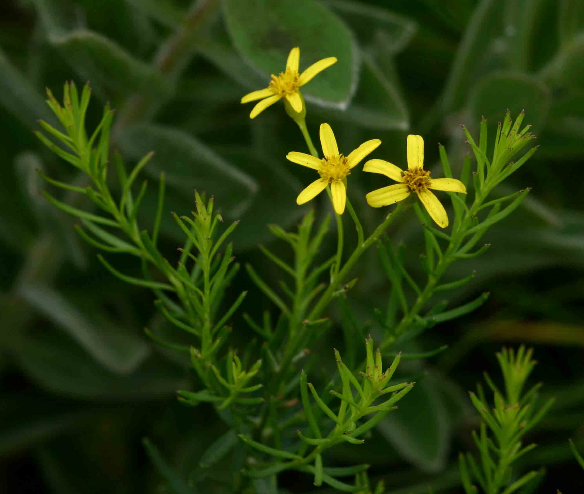 Senecio gazensis Senecio gazensis