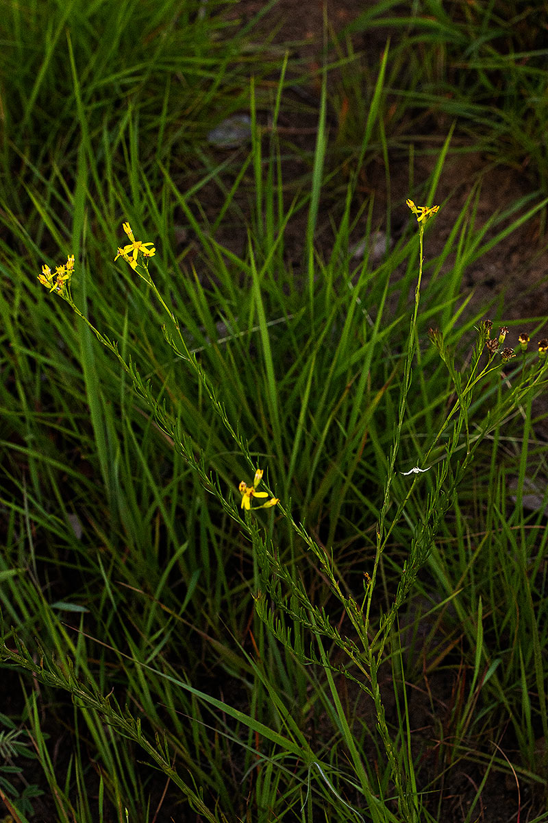 Senecio gazensis Senecio gazensis