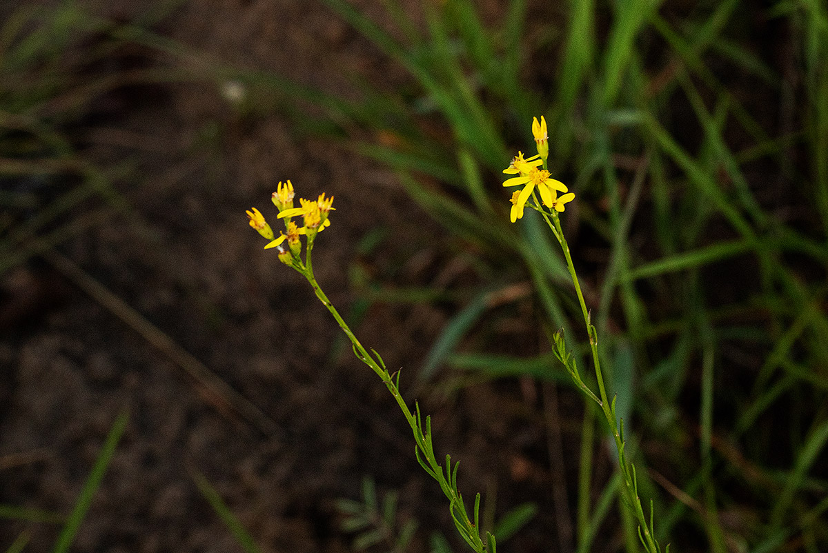 Senecio gazensis Senecio gazensis
