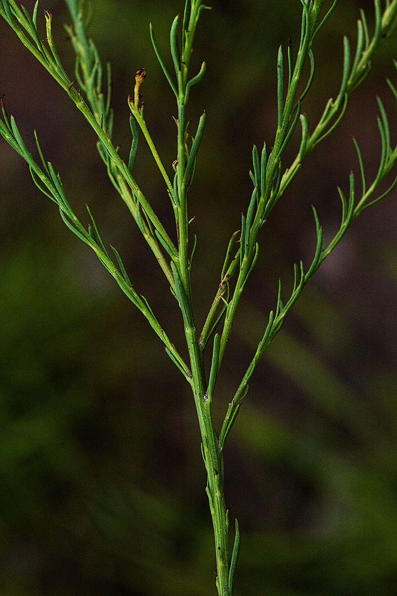 Senecio gazensis Senecio gazensis