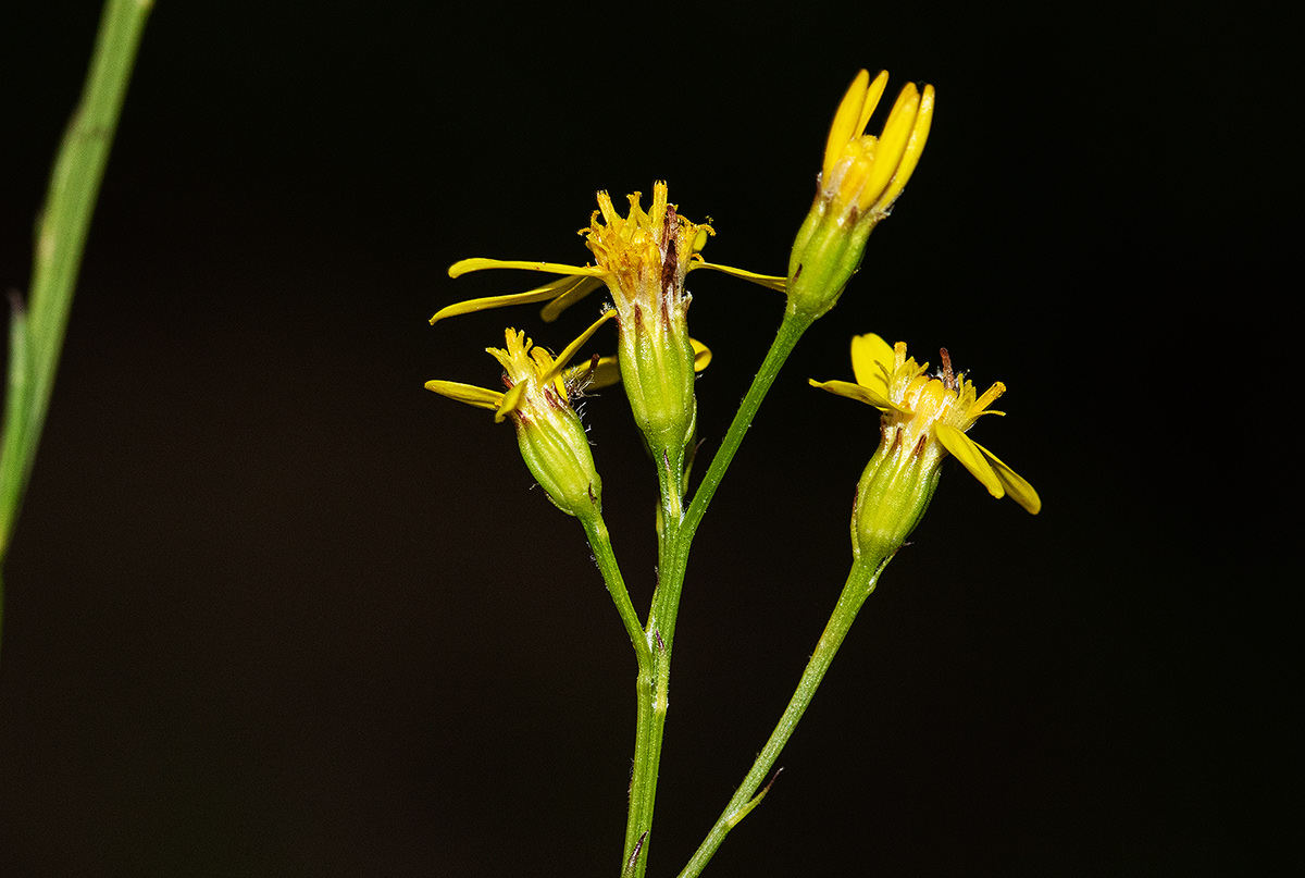 Senecio gazensis Senecio gazensis
