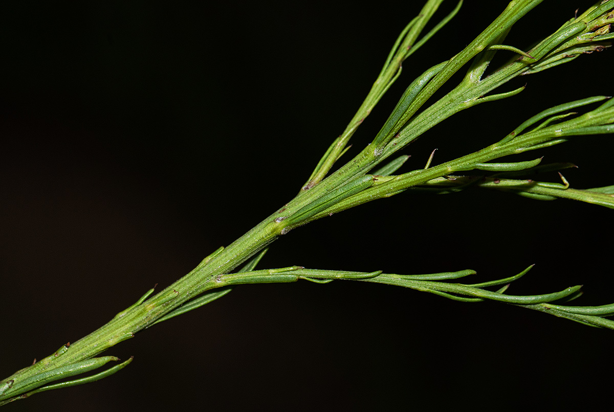 Senecio gazensis Senecio gazensis