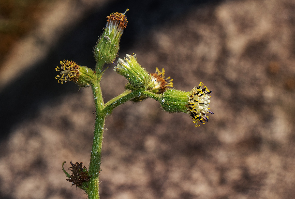 Senecio hochstetteri Senecio hochstetteri