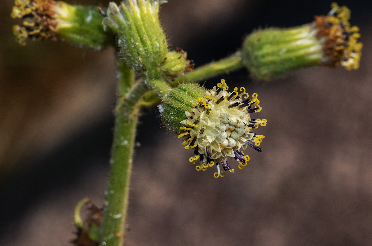 Senecio hochstetteri
