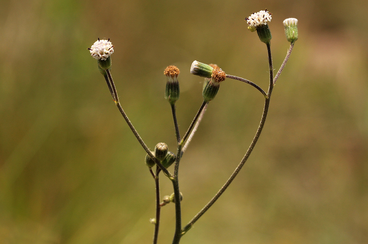Senecio hochstetteri