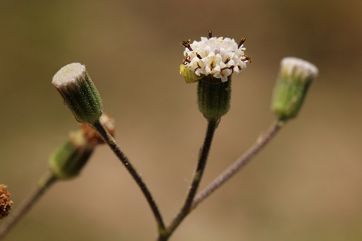 Senecio hochstetteri