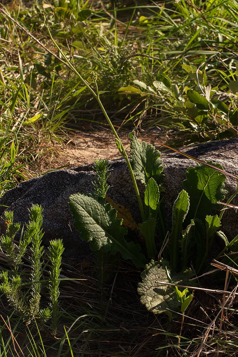 Senecio hochstetteri