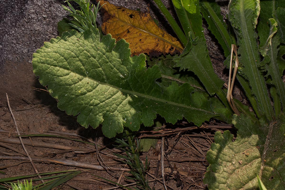 Senecio hochstetteri Senecio hochstetteri