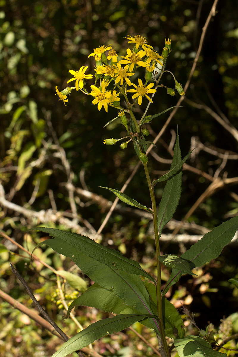 Senecio inornatus