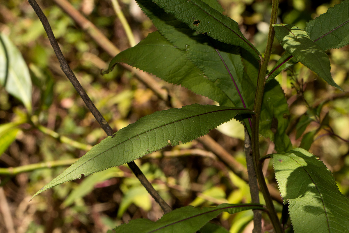 Senecio inornatus