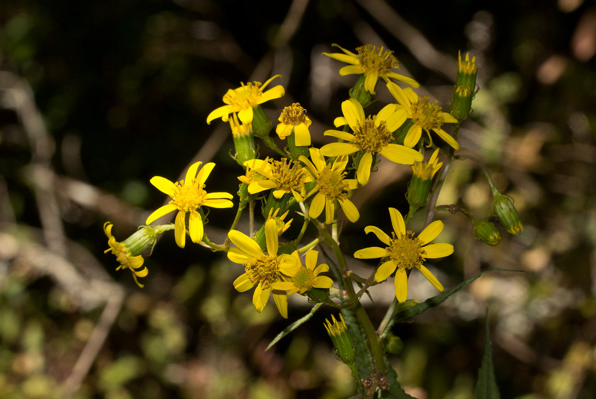 Senecio inornatus
