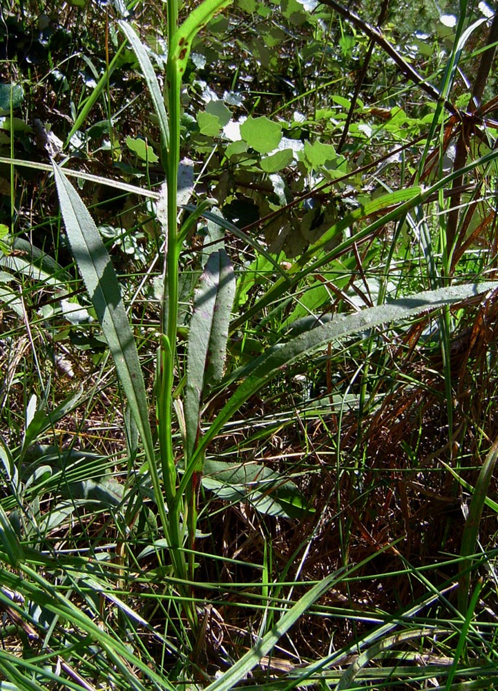 Senecio inornatus Senecio inornatus