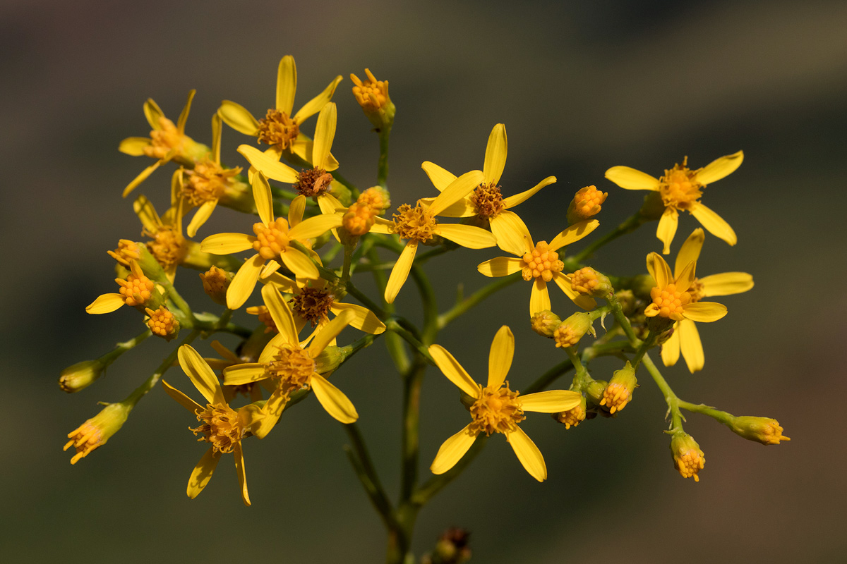 Senecio inornatus