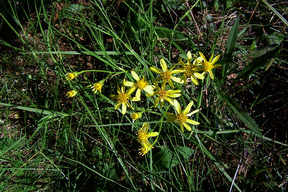 Senecio inornatus