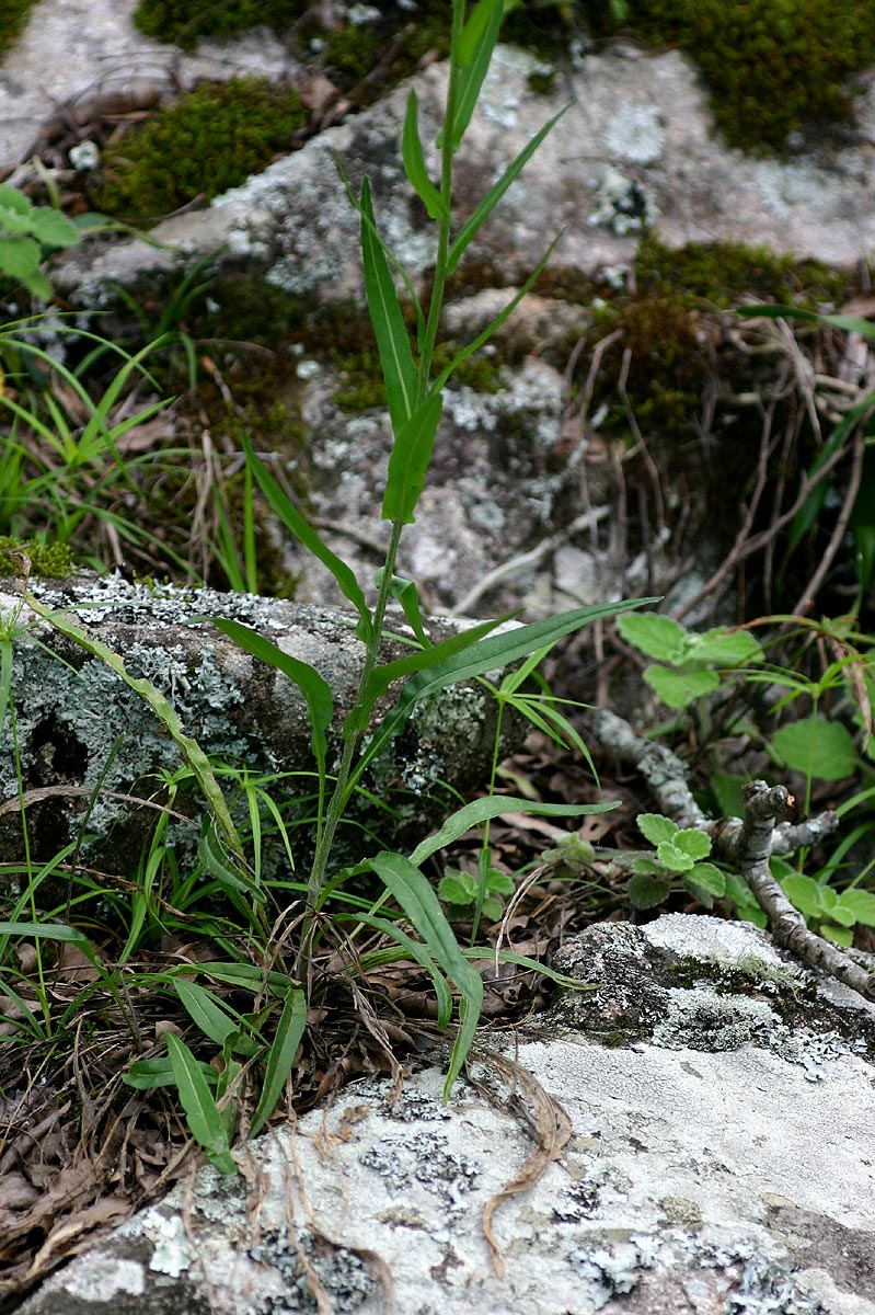 Senecio inornatus Senecio inornatus