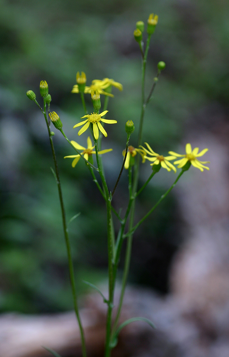 Senecio inornatus