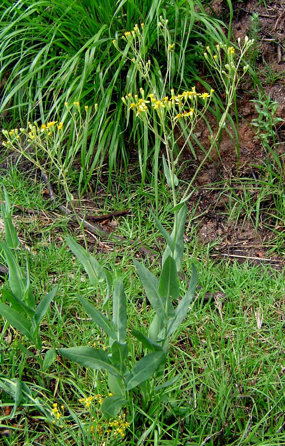 Senecio latifolius