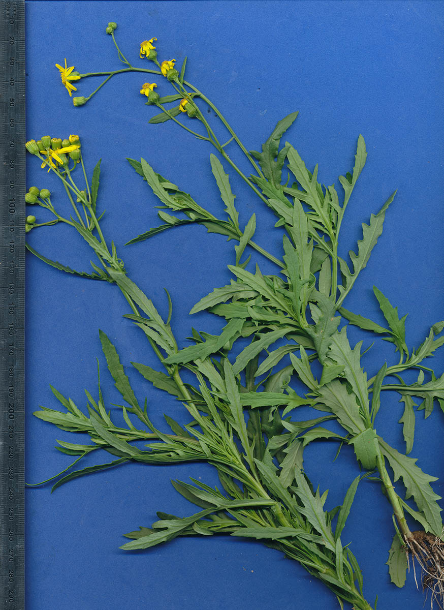 Senecio madagascariensis Senecio madagascariensis