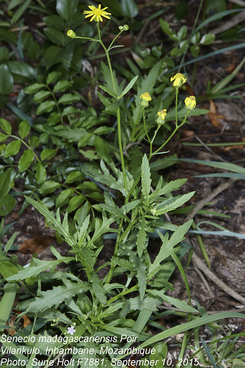 Senecio madagascariensis