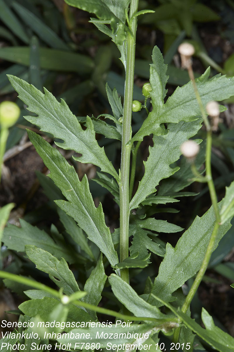 Senecio madagascariensis