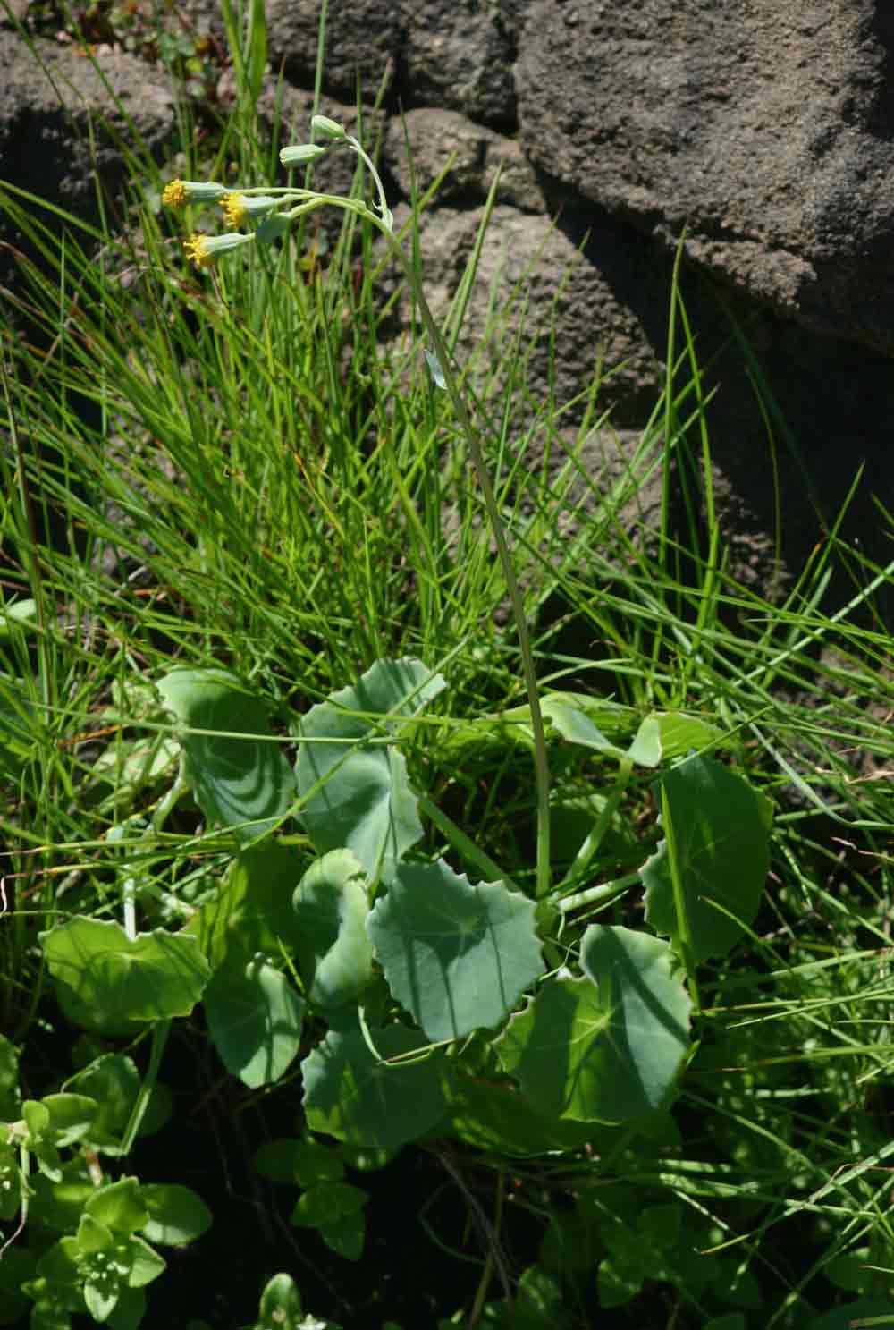 Senecio oxyriifolius Senecio oxyriifolius