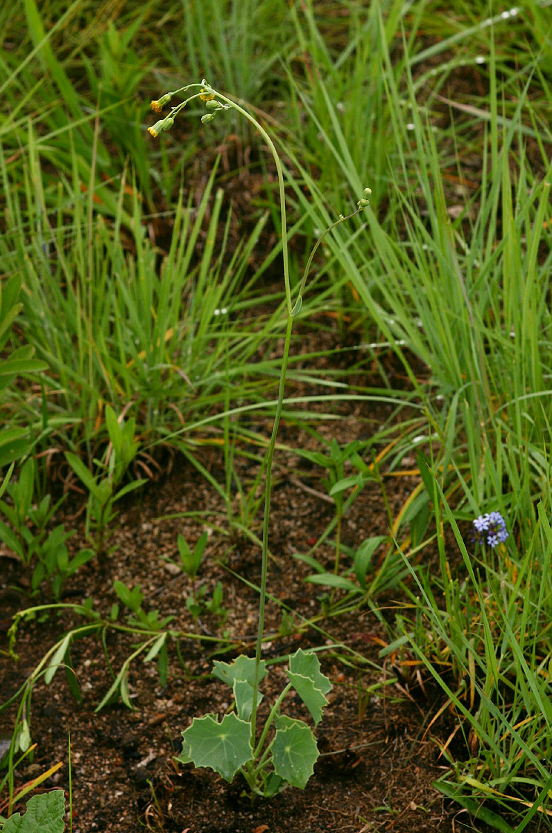 Senecio oxyriifolius