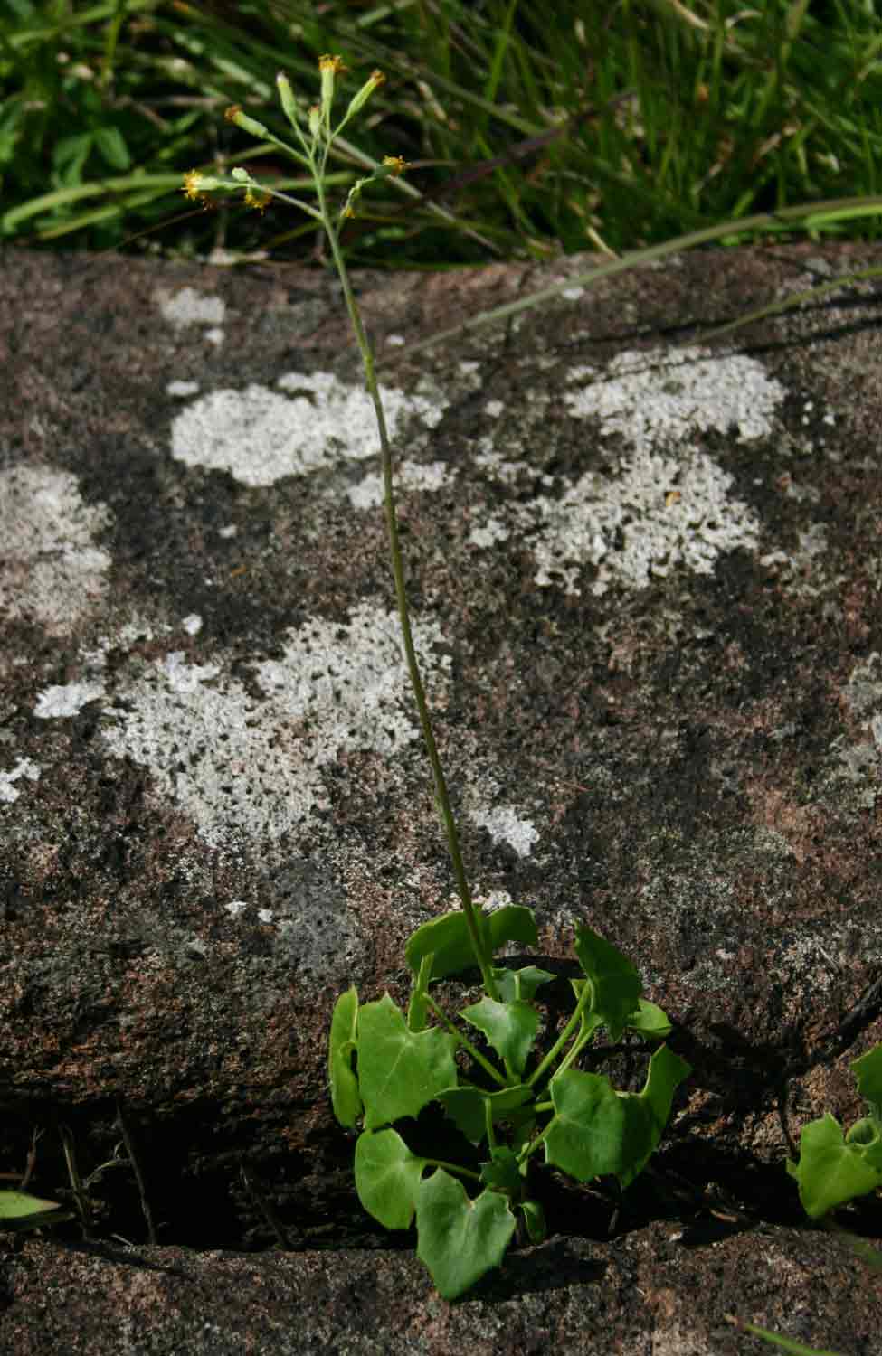 Senecio oxyriifolius Senecio oxyriifolius
